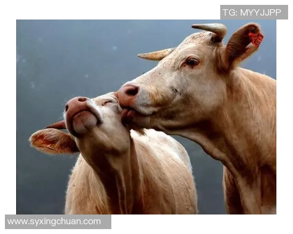 足球明星与粉丝甜蜜接吻瞬间记录温馨时刻引发热议